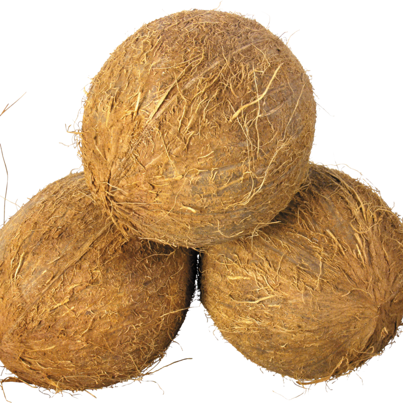 Coconut 1pcs