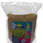 BROWN TOP MILLET