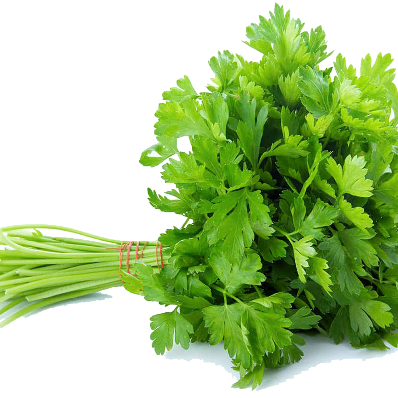 Coriander Leaves