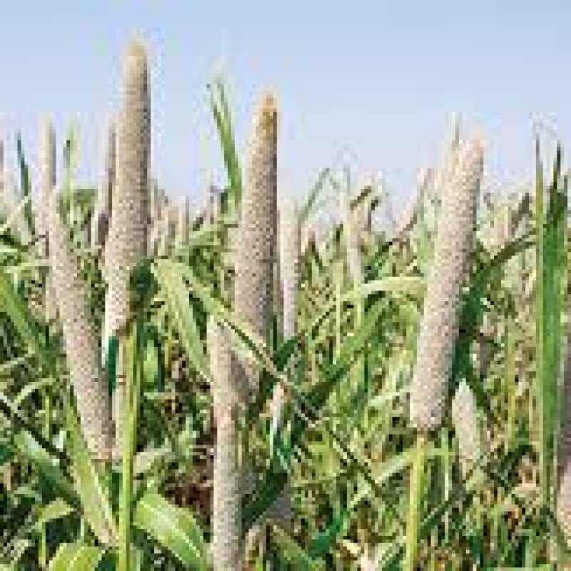 Brown Top Millet: The Tiny Grain with Big Health Benefit