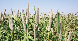 Brown Top Millet: The Tiny Grain with Big Health Benefit